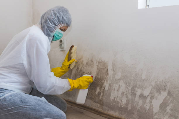 Best Biohazard Mold Removal  in Haviland, NY