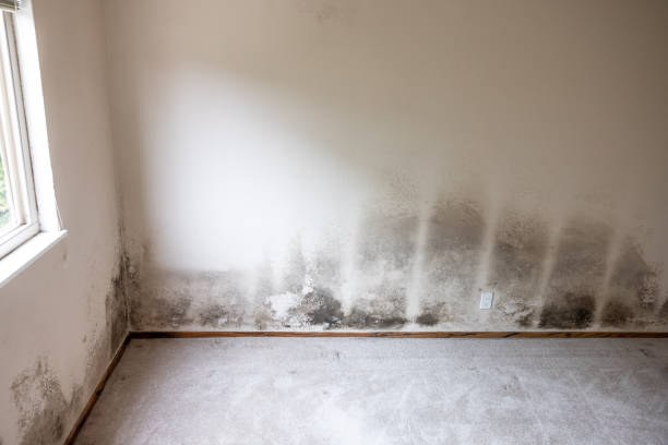 Best Forensic Mold Investigation  in Haviland, NY