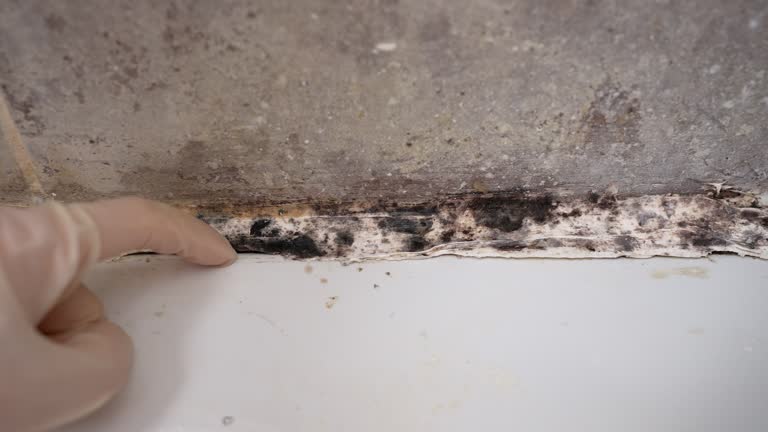 Best Residential Mold Inspection & Testing  in Haviland, NY